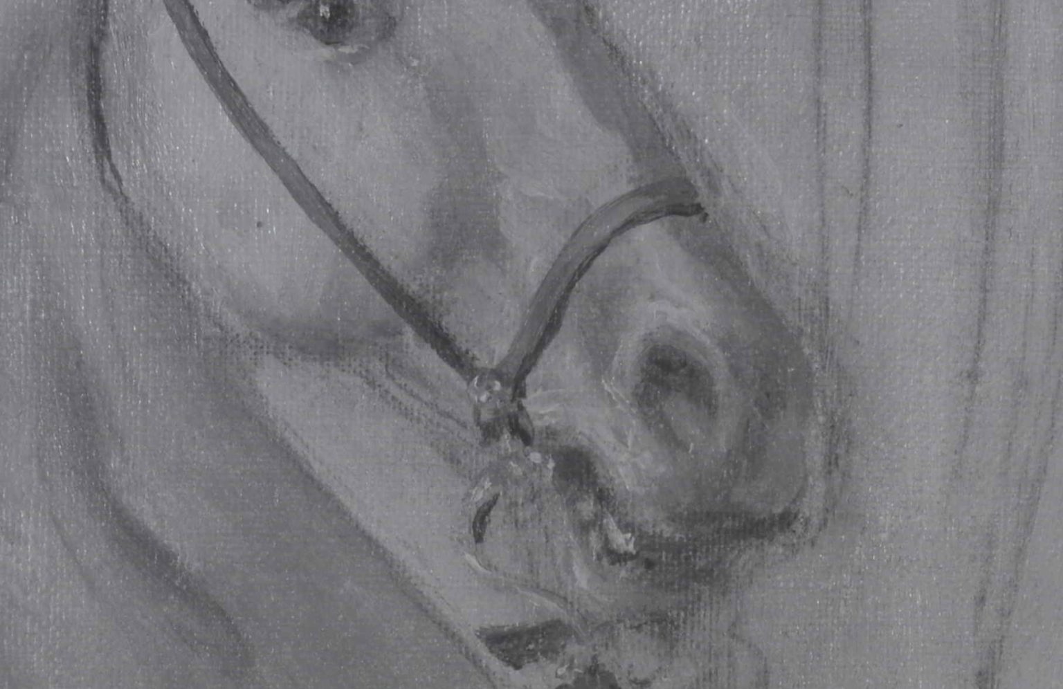 zbliżenie na głowę konia, zdjęcie w podczerwieni