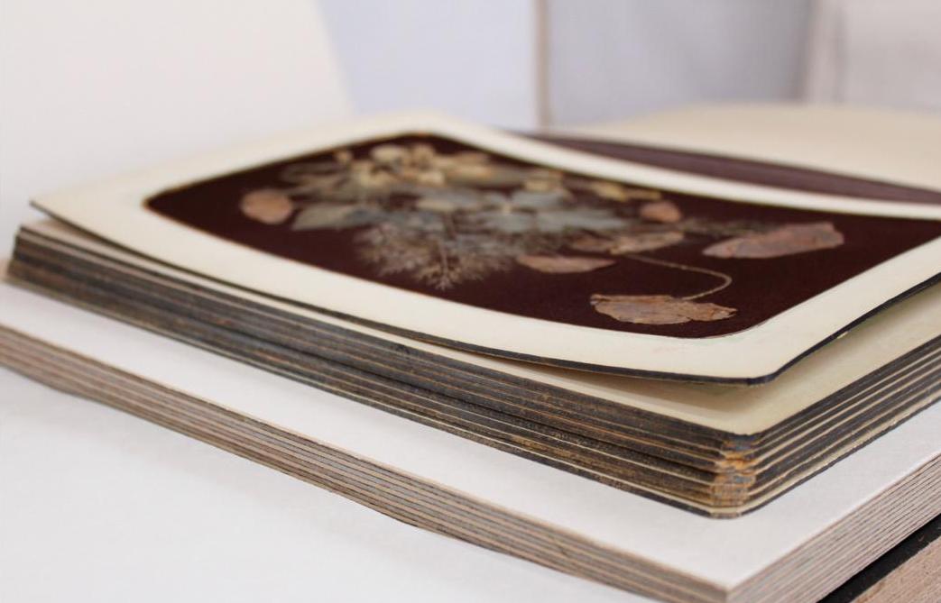 Artystycznego zielnika Elizy Orzeszkowej, wł MNW, po konserwacji