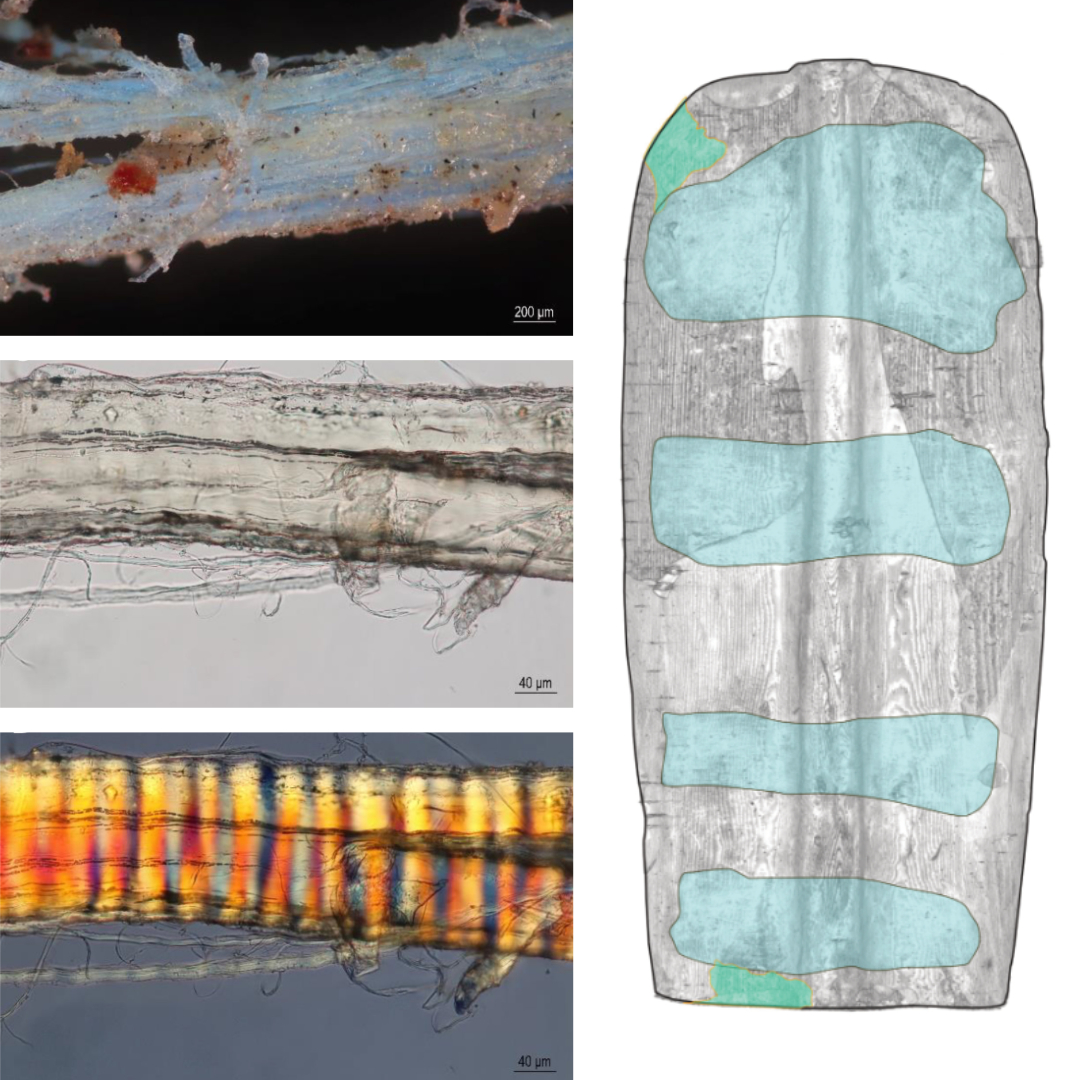 Zdjęcia mikroskopowe włókien i warstw tarczy rycerskiej. Próbki ukazują strukturę włókien w powiększeniu z zaznaczeniem elementów konstrukcyjnych tarczy na rysunku obok.