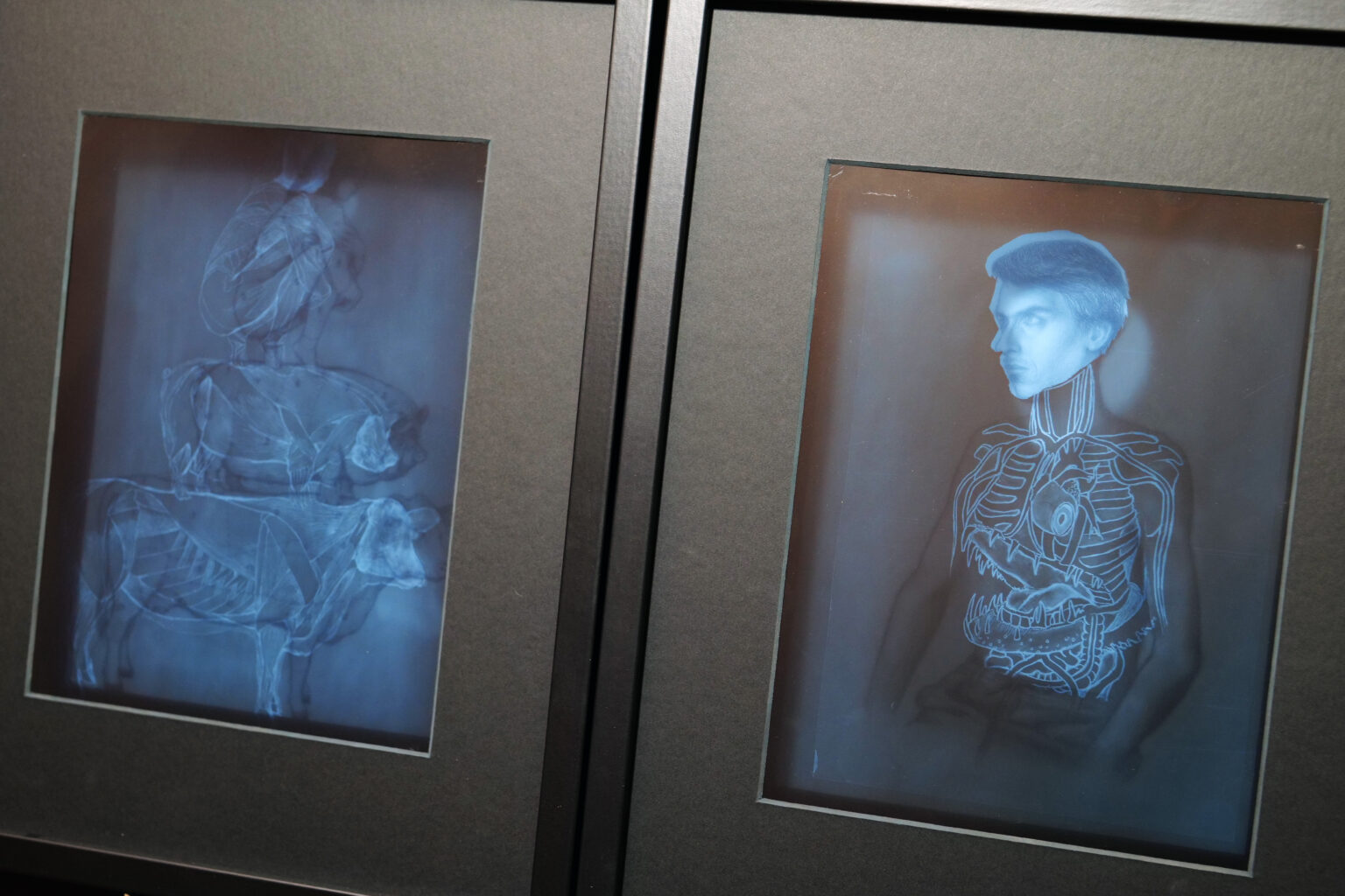 Po lewej stronie widać niebieskawy obraz rentgenowski ukazujący sylwetki zwierząt ułożonych jedno na drugim: koguta, kota, psa i krowy, z zaznaczeniem ich struktur anatomicznych. Po prawej stronie znajduje się portret mężczyzny z widocznymi schematycznie narysowanymi narządami wewnętrznymi, w tym sercem, płucami i przewodem pokarmowym.